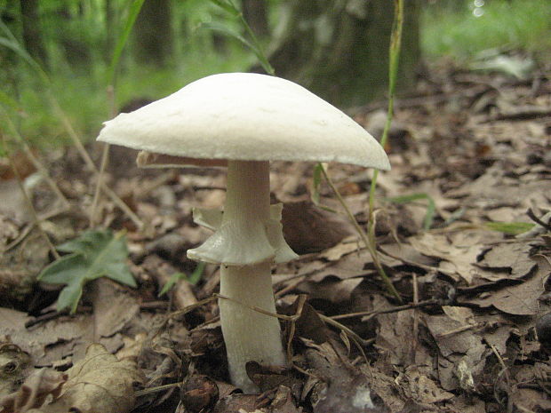 pečiarka Agaricus sp.