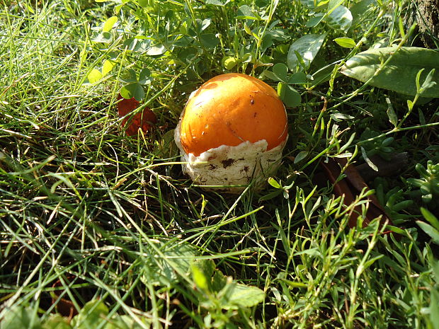 muchotrávka cisárska Amanita caesarea (Scop.) Pers.