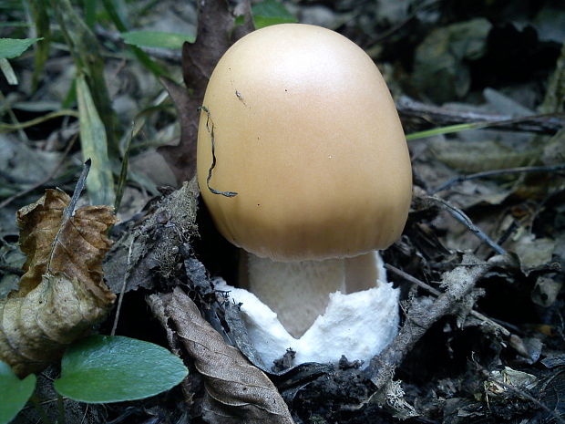 muchotrávka oranžová Amanita crocea (Quél.) Singer