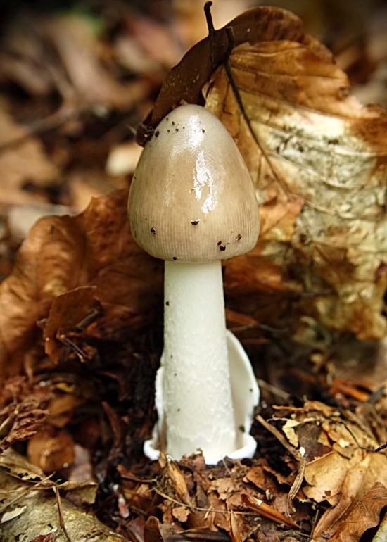 muchotrávka pošvatá Amanita vaginata (Bull.) Lam.