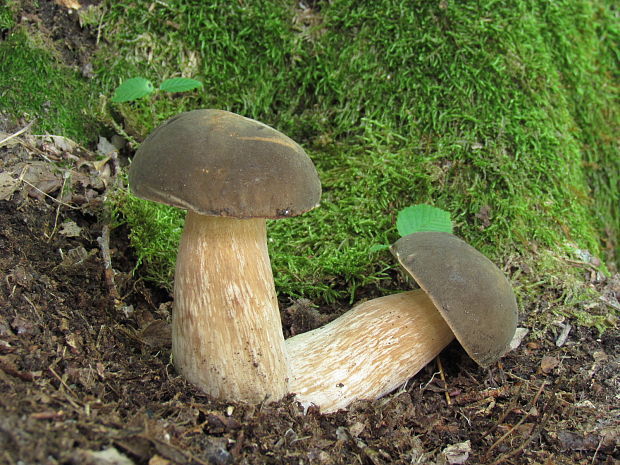 hríb bronzový Boletus aereus Bull. ex Fr.