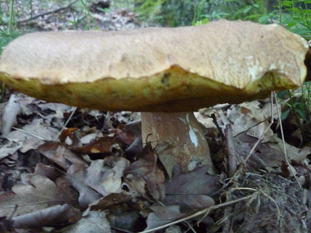 hríb smrekový Boletus edulis Bull.