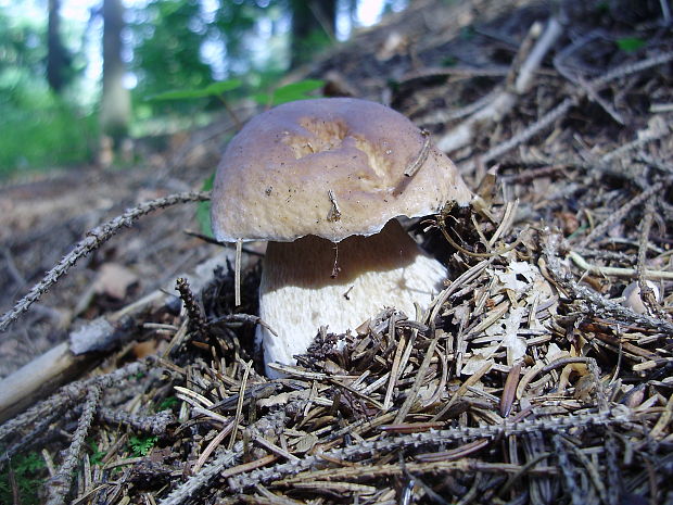 hríb smrekový Boletus edulis Bull.