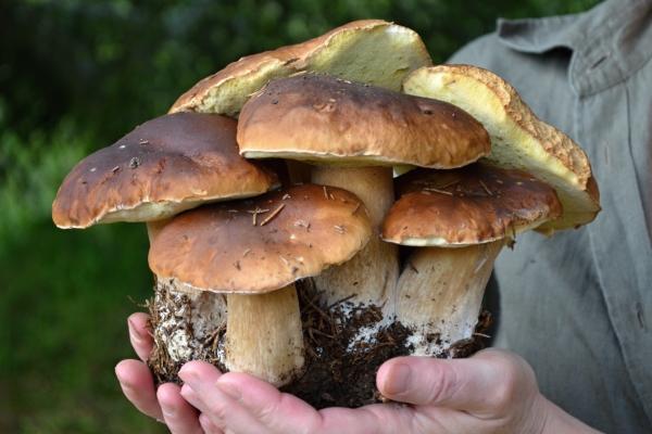 hríb smrekový Boletus edulis Bull.