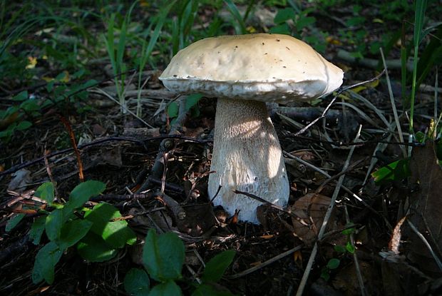 hríb smrekový Boletus edulis Bull.