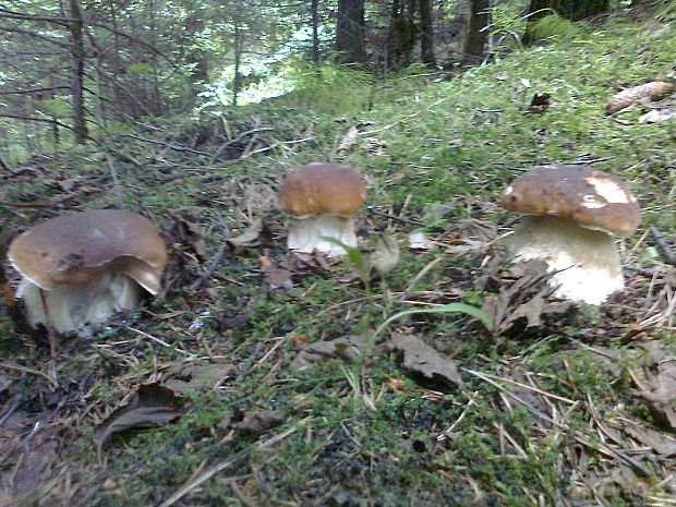 hríb smrekový Boletus edulis Bull.