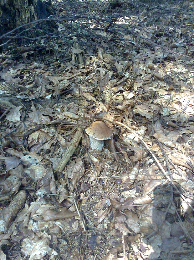 hríb smrekový Boletus edulis Bull.