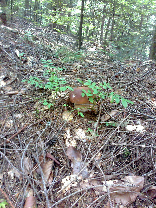 hríb smrekový Boletus edulis Bull.