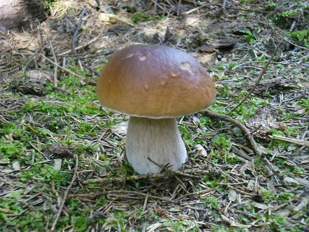 hríb smrekový Boletus edulis Bull.