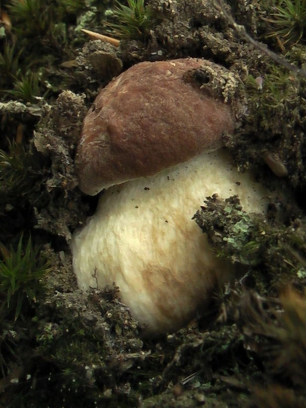 hríb sosnový Boletus pinophilus Pil. et Dermek in Pil.