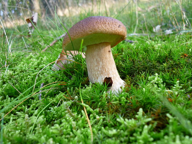 hríb dubový Boletus reticulatus Schaeff.