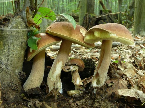 hríb dubový Boletus reticulatus Schaeff.