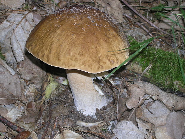 hríb dubový Boletus reticulatus Schaeff.