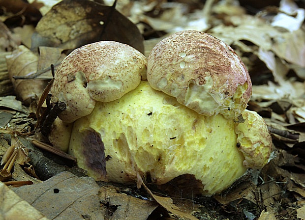 hríb kráľovský Butyriboletus regius (Krombh.) D. Arora & J.L. Frank