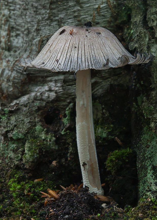 hnojník Coprinus sp.