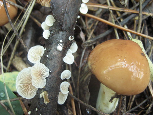 pahliva a masliak zrnitý Crepidotus sp. a Suillus granulatus (L. ex Fr.) O. Kuntze