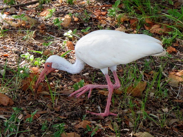 ibis biely Eudocimus albus