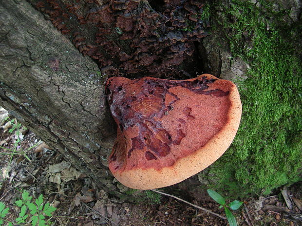 pečeňovec dubový Fistulina hepatica (Schaeff.) With.