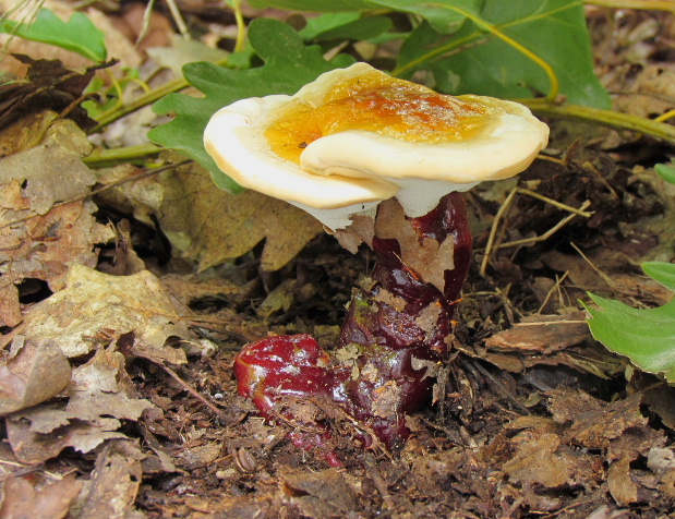 lesklokôrovka obyčajná Ganoderma lucidum (Curtis) P. Karst.