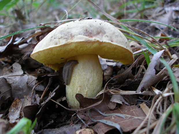 hríb plavý Hemileccinum impolitum (Fr.) Šutara