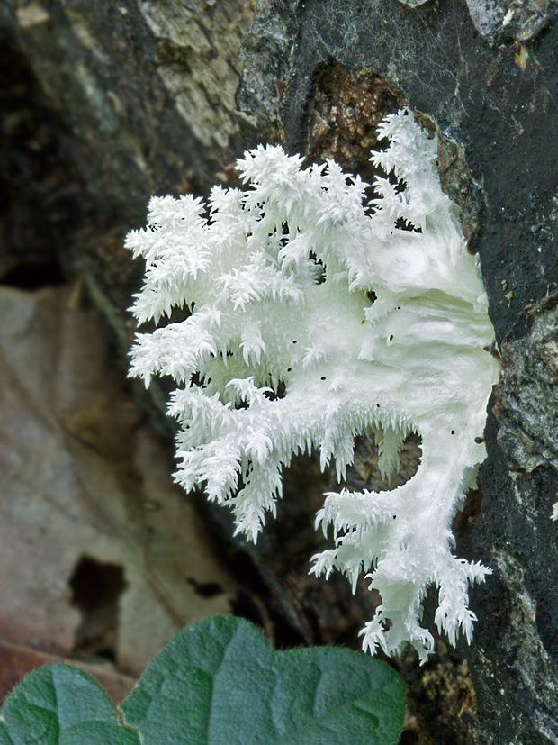 koralovec bukový Hericium coralloides (Scop.) Pers.