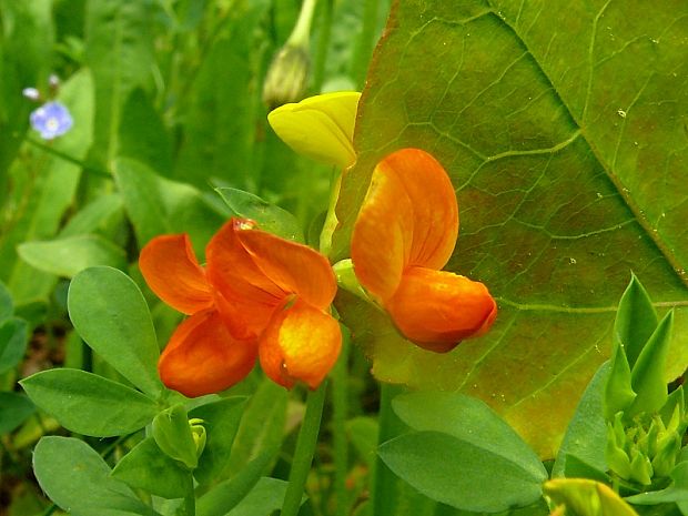 štírovník růžkatý - ľadenec rožkatý Lotus corniculatus  L.