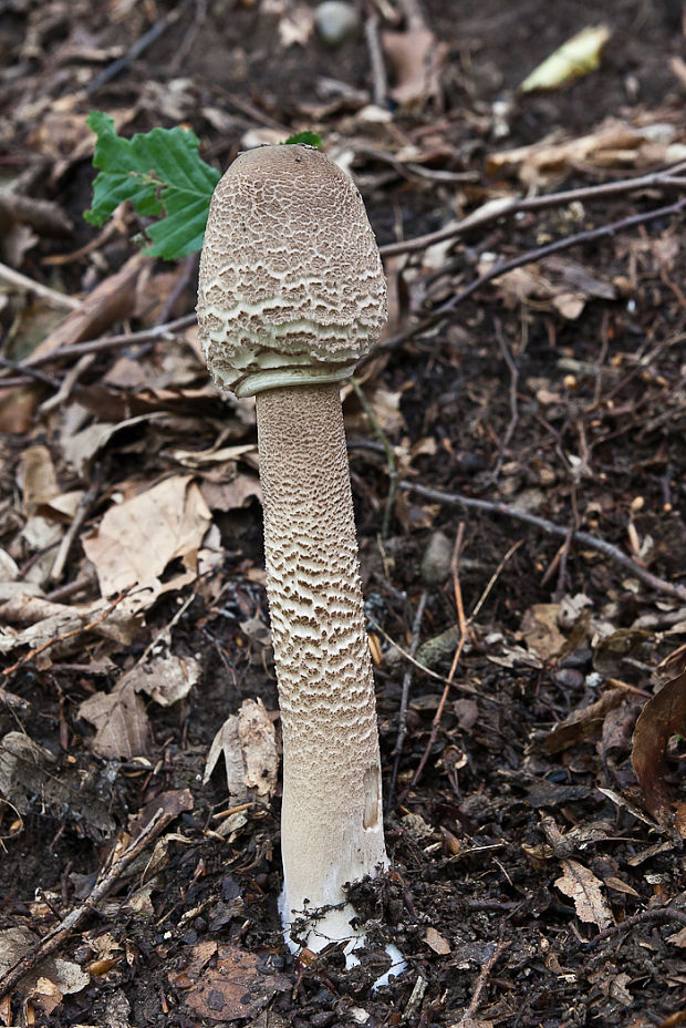 bedľa vysoká Macrolepiota procera (Scop.) Singer