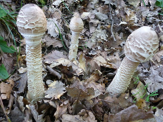 bedľa vysoká Macrolepiota procera (Scop.) Singer