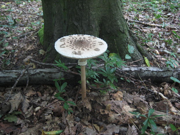 bedľa vysoká Macrolepiota procera (Scop.) Singer