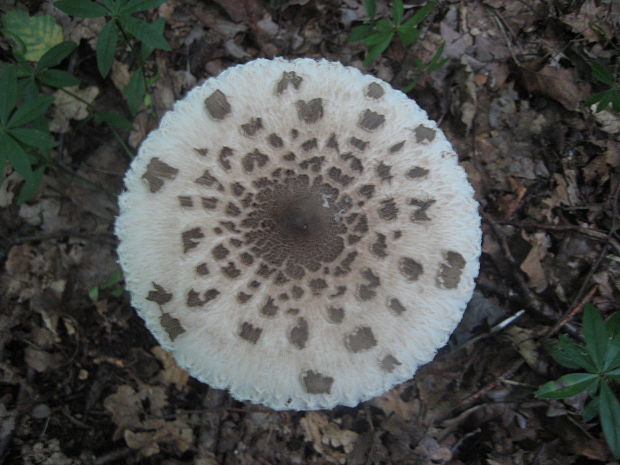 bedľa vysoká Macrolepiota procera (Scop.) Singer