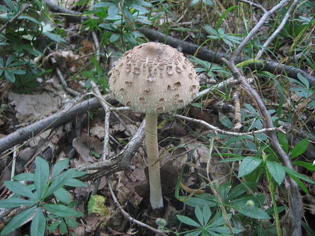 bedľa vysoká Macrolepiota procera (Scop.) Singer