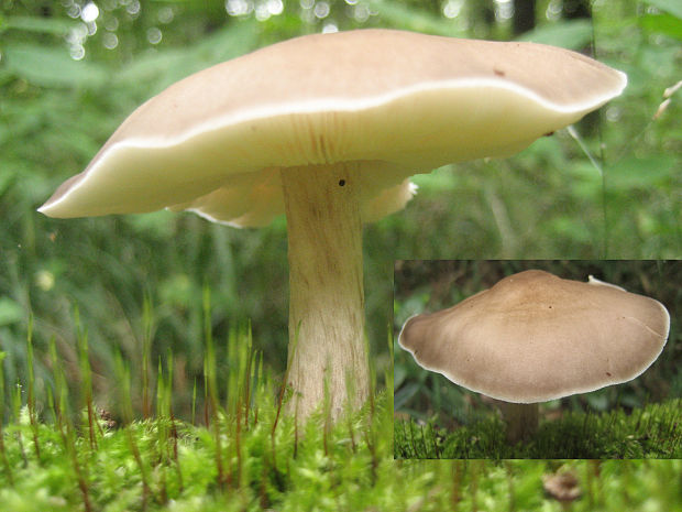 štítovka Pluteus sp.