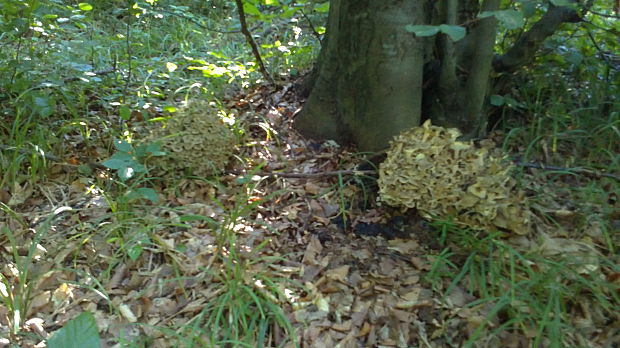 trúdnik klobúčkatý Polyporus umbellatus (Pers.) ex Fr.