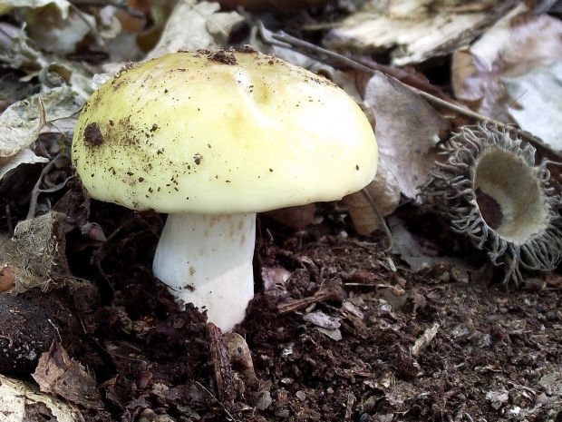 plávka slnečná ? Russula solaris Ferd. & Winge