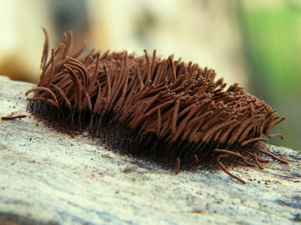 pazderka hnedá Stemonitis fusca Roth