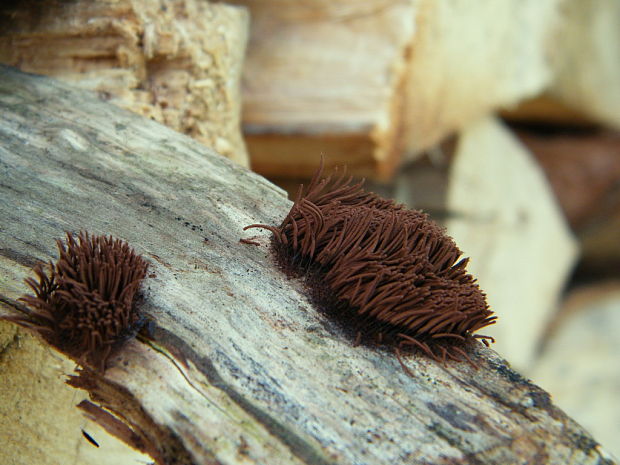 pazderka hnedá Stemonitis fusca Roth