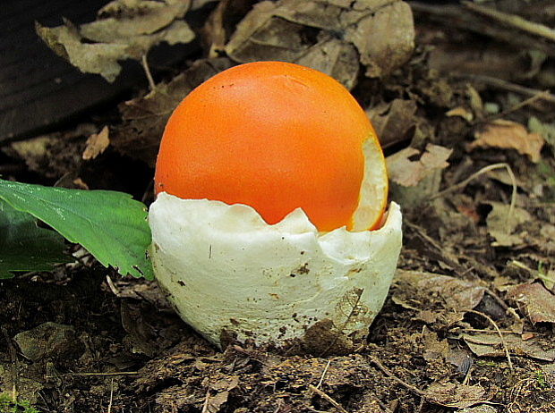 muchotrávka cisárska Amanita caesarea (Scop.) Pers.