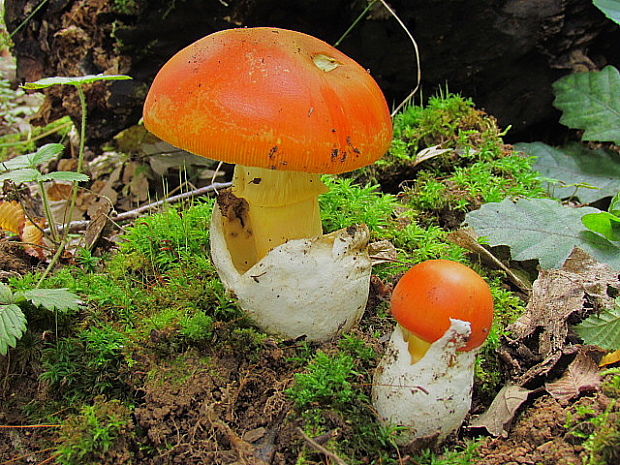 muchotrávka cisárska Amanita caesarea (Scop.) Pers.