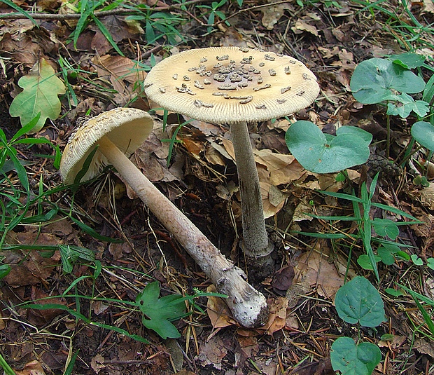 muchotrávka chrastavá Amanita ceciliae (Berk. & Broome) Bas