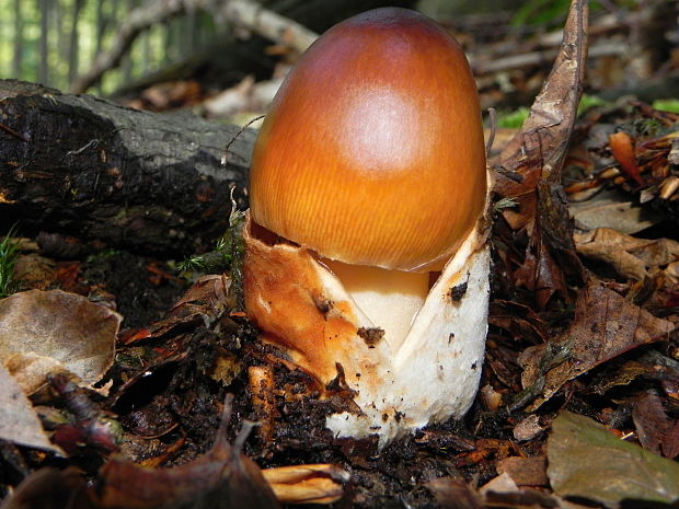 muchotrávka oranžová Amanita crocea (Quél.) Singer