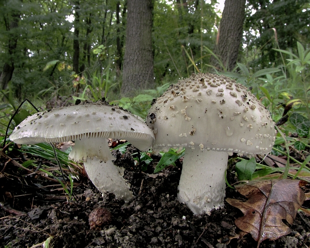 muchotrávka ostnatá Amanita echinocephala (Vittad.) Quél.