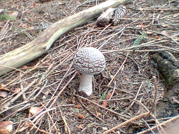 muchotrávka hrubá Amanita excelsa (Fr.) Bertill.