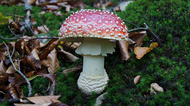 muchotrávka červená Amanita muscaria (L.) Lam.