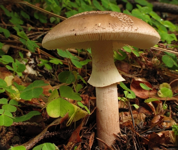 muchotrávka červenkastá Amanita rubescens Pers.