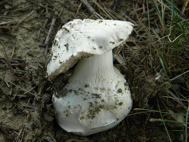 muchotrávka šiškovitá Amanita strobiliformis Gonn. & Rabenh.