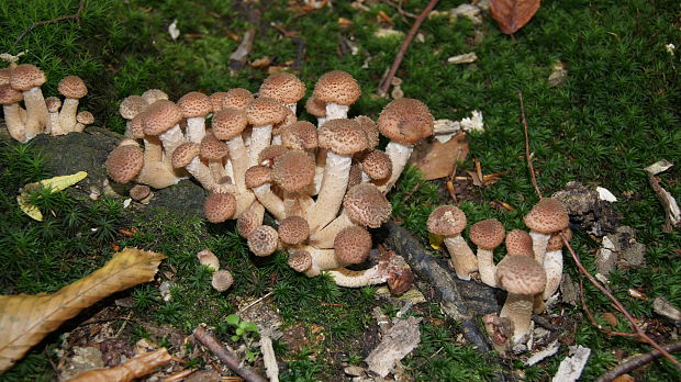 podpňovka obyčajná Armillaria mellea (Vahl) P. Kumm.