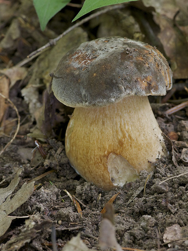 hríb bronzový Boletus aereus Bull. ex Fr.