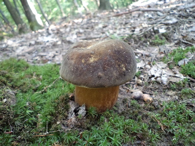 hríb bronzový Boletus aereus Bull. ex Fr.