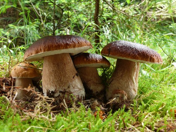 hríb smrekový Boletus edulis Bull.