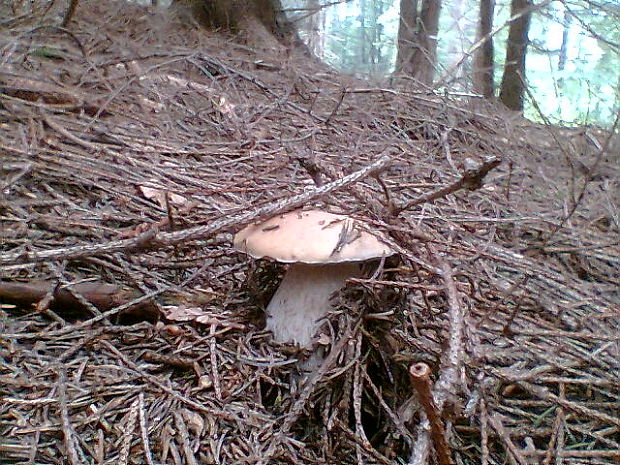 hríb smrekový Boletus edulis Bull.